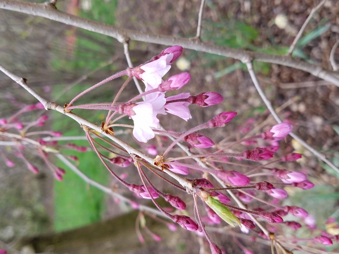 Japanese Pink Cherry Blossom Sakura Tree 20 seeds Oriental Sweet Prunus Flowers 