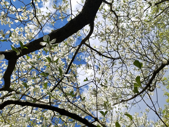 are pink dogwoods native