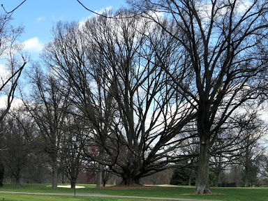Overcup Tree 1
