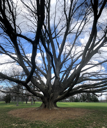 Overcup Tree 2