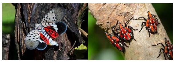 Spotted Lanternfly