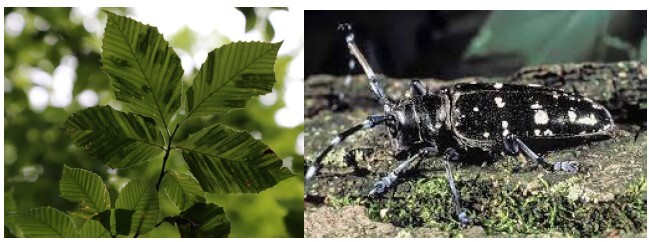 Invasive Insects