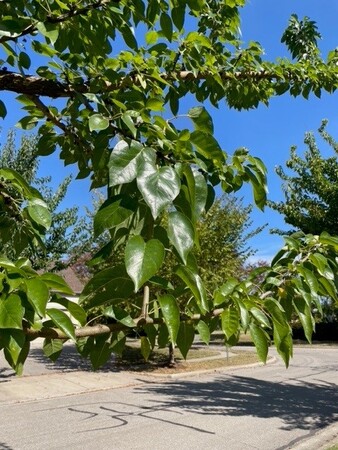 Osage Orange 2