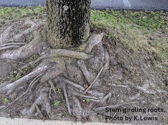 Root 04