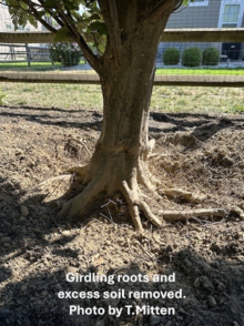 Root 06
